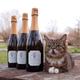 Image for article titled A Year in Lil Bub or Why We Love This Cat's Tiny Weird Face